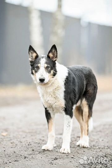 Собака в добрые руки