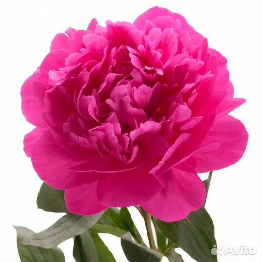 Пионы разные