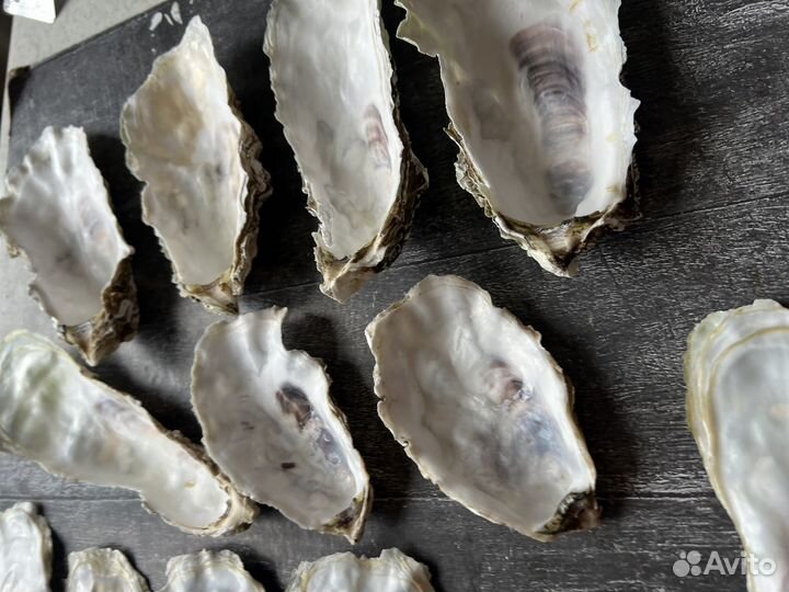 Ракушки от устриц