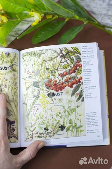 Книга Дикие цветы Британии на английском