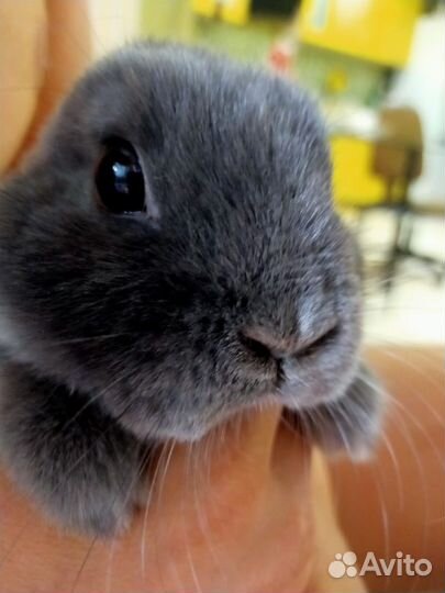 Декоративный карликовый кролик