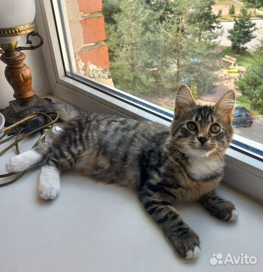 Котенок мальчик