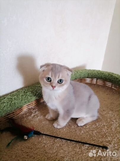 Шотландская вислоухая