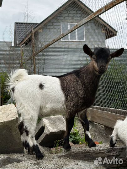 Камерунские козы