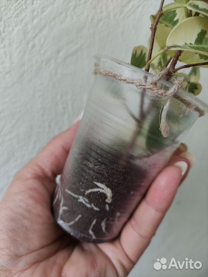 Фикус Альбомаргината