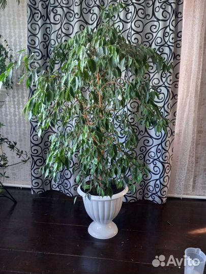 Фикус бенджамина большой