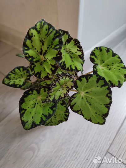 Комнатные растения (кротн,калатея, монстера и др)