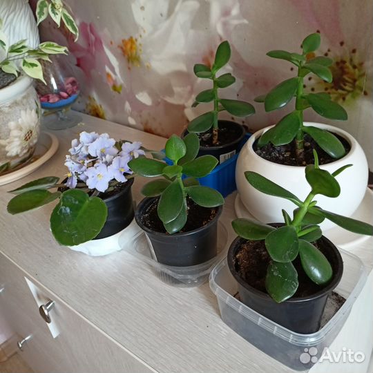 Крассула толстянка (денежное дерево)