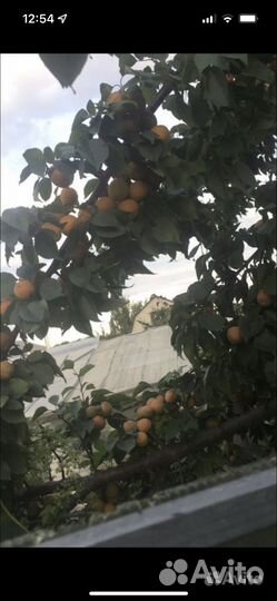 Абрикос 2 года