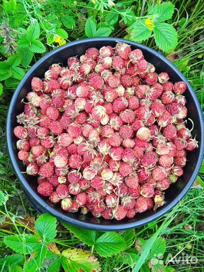 Клубника полевая в наличии