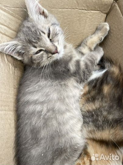 Котята в добрые руки