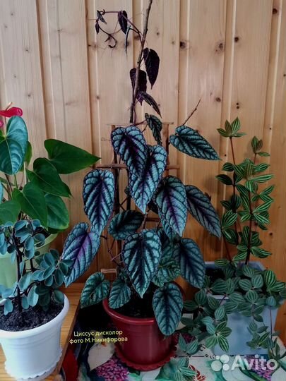 Комнатные растения