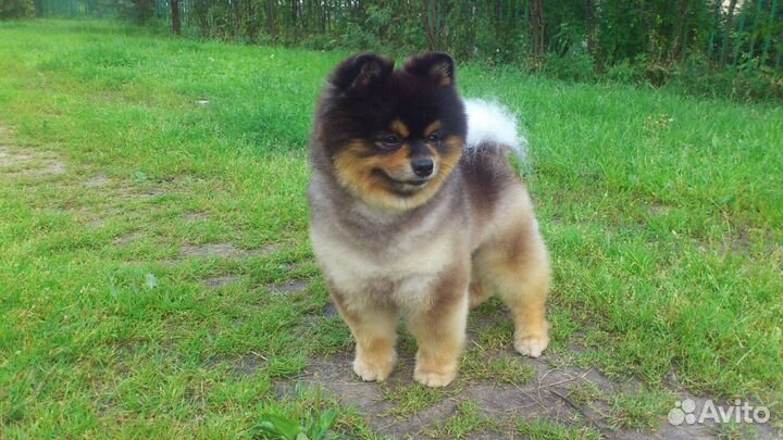 Стрижка собак, грумер-стилист