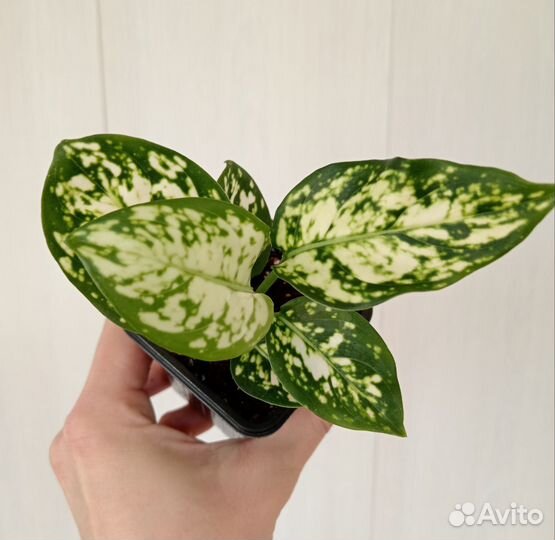 Аглаонемы ч. 3 Микс