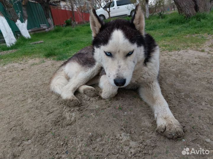 Кобель хаски бесплатно