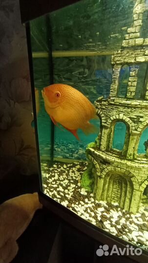 Рыба Северум