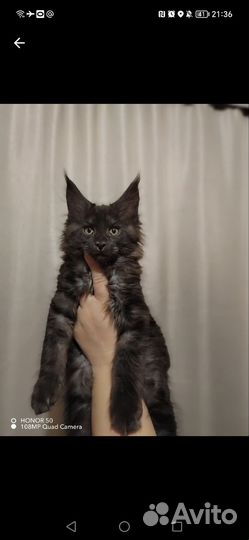 Котята мейн-кун
