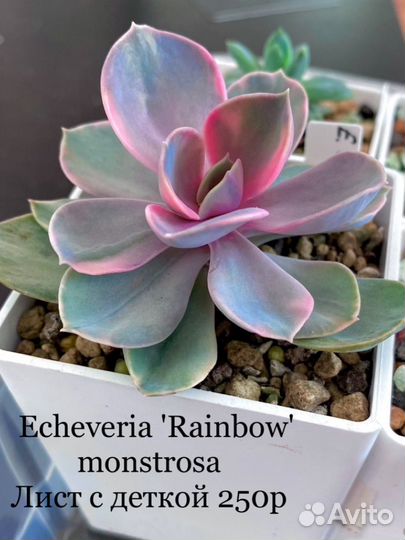 Эониум, эхеверии, суккуленты эхеверия rainbow