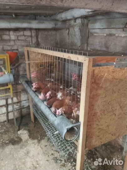 Куры молодки