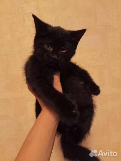 Котята отдам