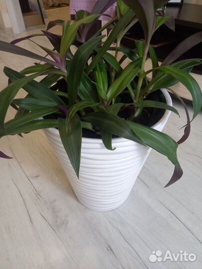 Комнатные растения