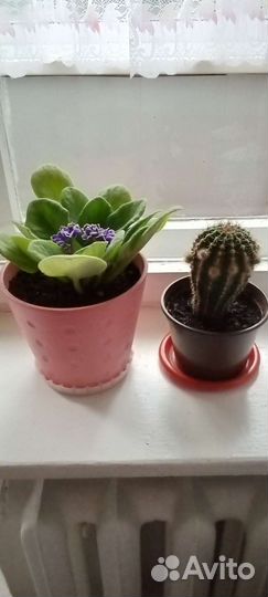 Фиалка махровая,светло фиолетовая и кактус