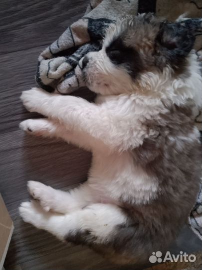 Продажа щенков Сенбернара