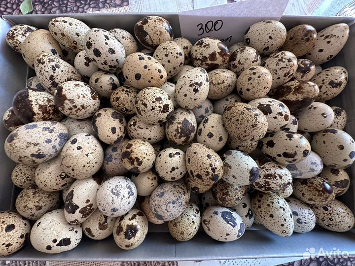 Яйца перепелиные домашние