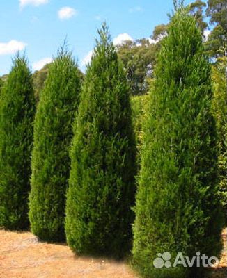 Хвойные растения (можжевельники) зкс