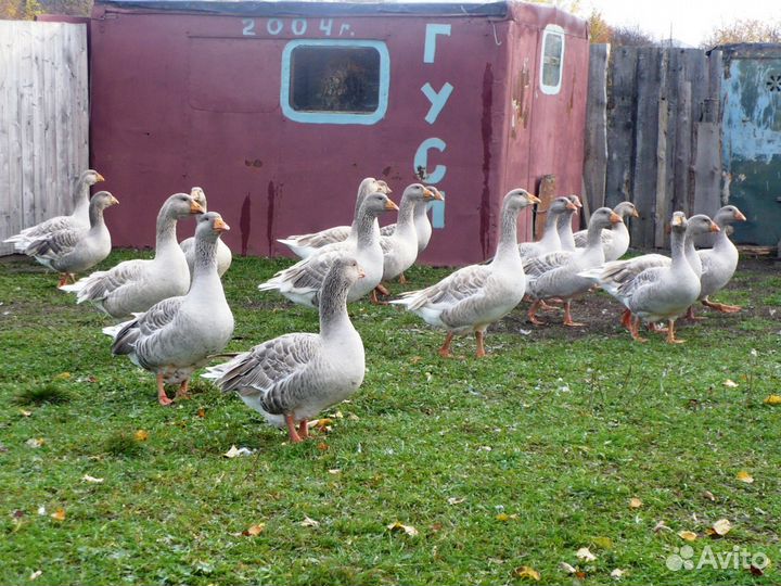 Гуси. Тульской бойцовой породы