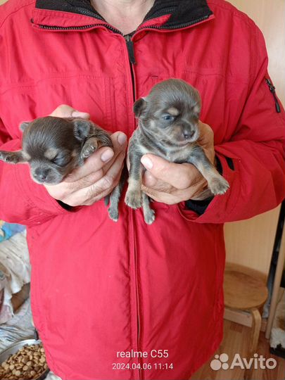 Голубые чихуа щенки в Омске