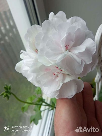 Сортовые пеларгонии (герани)