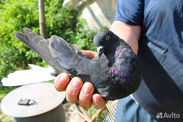 Николаевские голуби