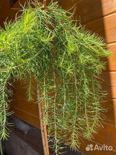 Пендула европейская на штамбе