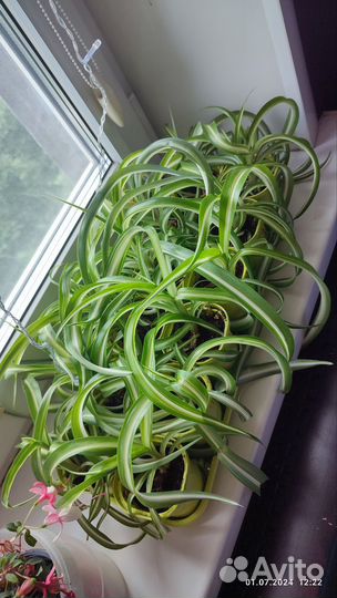 Хлорофитум кудрявый