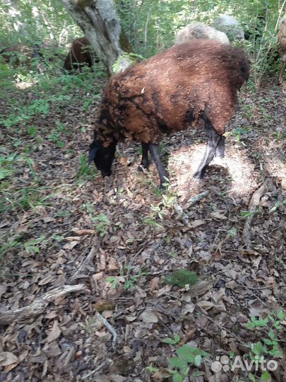 Продаётся овечка