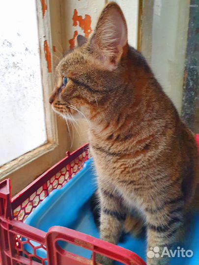 Кошечка Мэгги нуждается в доме