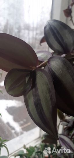 Традесканция зебрина