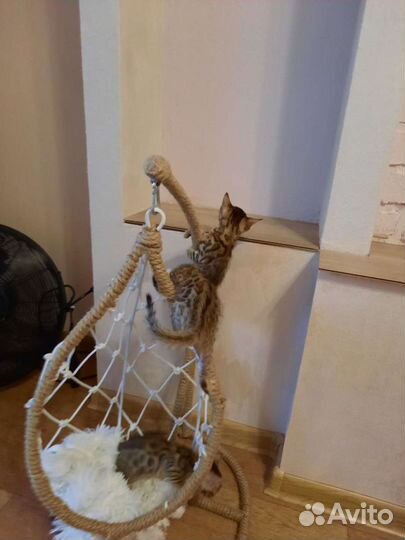 Домик-кокон для наших любимцев