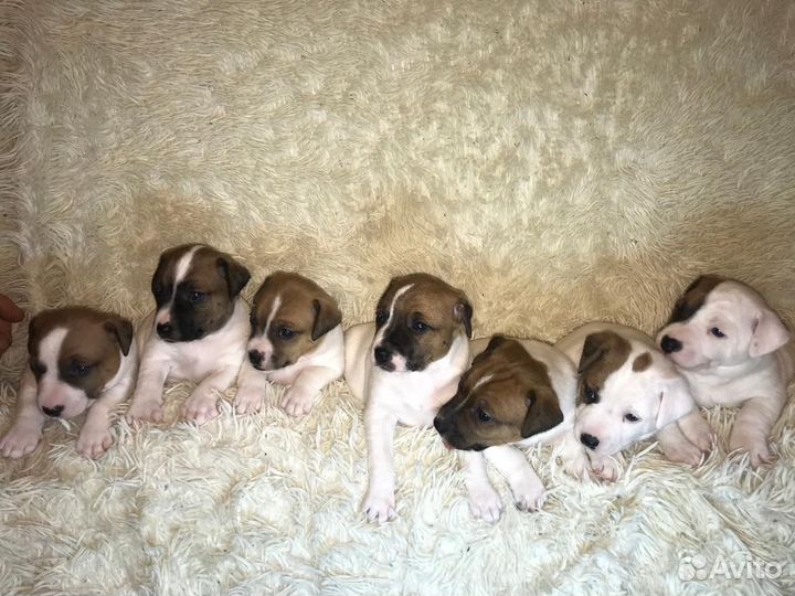 Щенки Джек Рассел терьер гладкошерстный