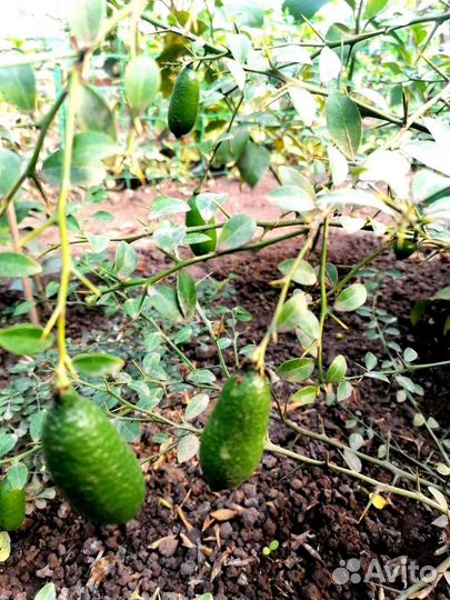 Микроцитрусы