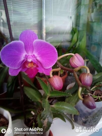 Орхидея фаленопсис