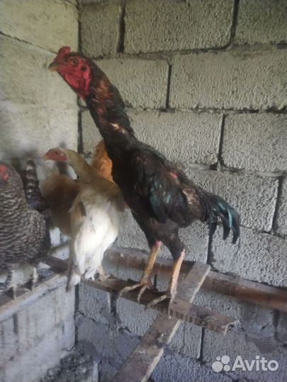 Бойцовые петухи