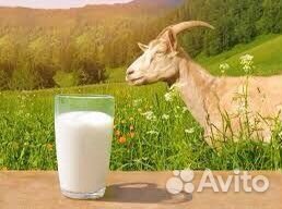 Продам козье молоко