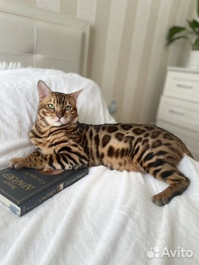 Бенгальский кот. Вязка