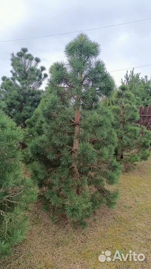 Бонсай сосна