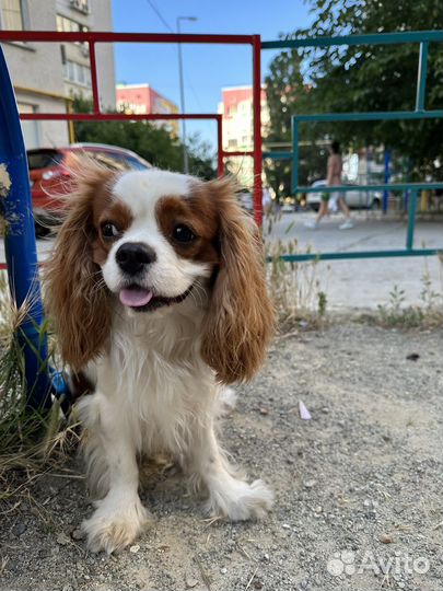 Кинг чарльз спаниель