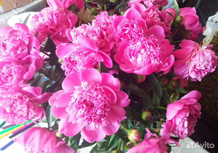 Пион розовый