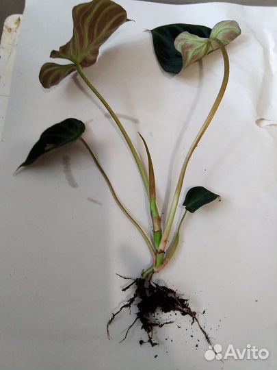 Филодендрон бородавчатый, Гигас, Медуза