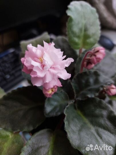 Фиалка Пельмешка и Ко